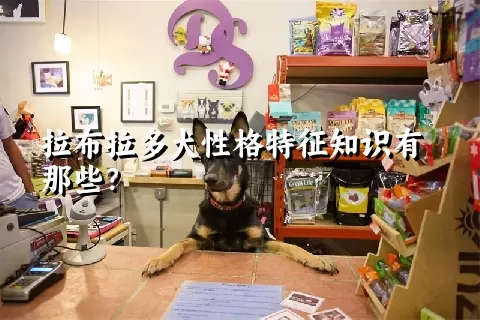 拉布拉多犬性格特征知识有那些？