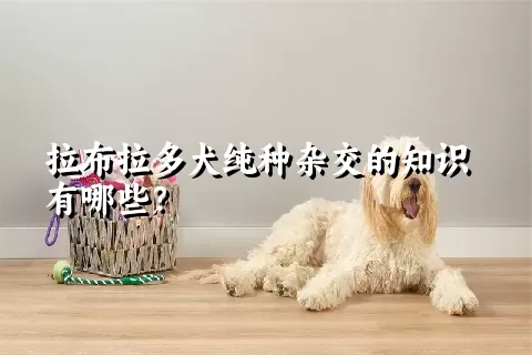 拉布拉多犬纯种杂交的知识有哪些？ 