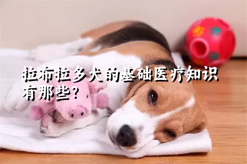 拉布拉多犬的基础医疗知识有那些？