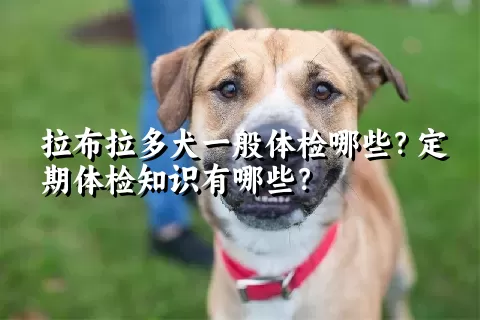 拉布拉多犬一般体检哪些？定期体检知识有哪些？