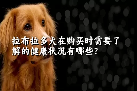 拉布拉多犬在购买时需要了解的健康状况有哪些？