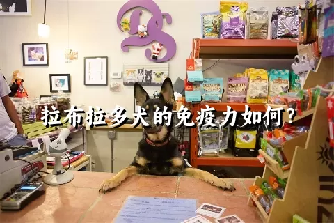 拉布拉多犬的免疫力如何？