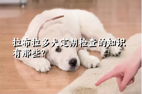 拉布拉多犬定期检查的知识有那些？