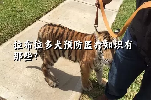 拉布拉多犬预防医疗知识有那些？