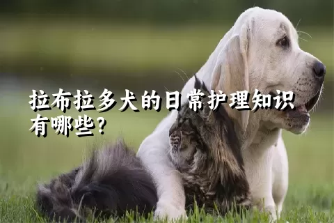 拉布拉多犬的日常护理知识有哪些？