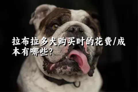 拉布拉多犬购买时的花费/成本有哪些？