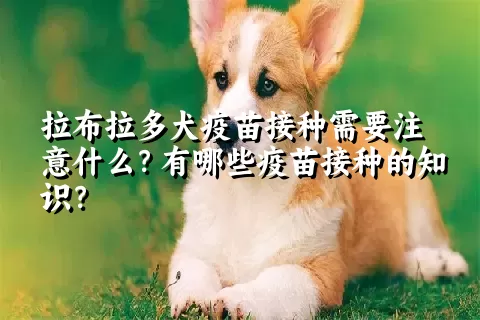 拉布拉多犬疫苗接种需要注意什么？有哪些疫苗接种的知识？