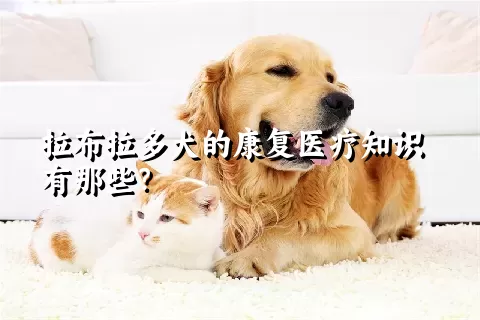 拉布拉多犬的康复医疗知识有那些？