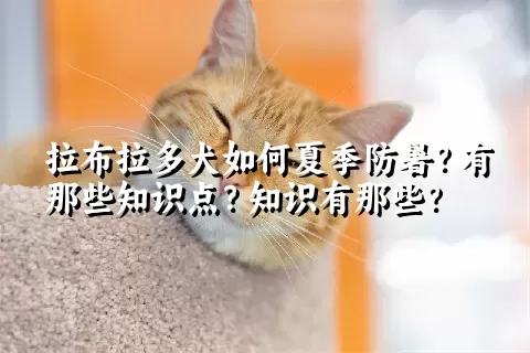 拉布拉多犬如何夏季防暑？有那些知识点？知识有那些？