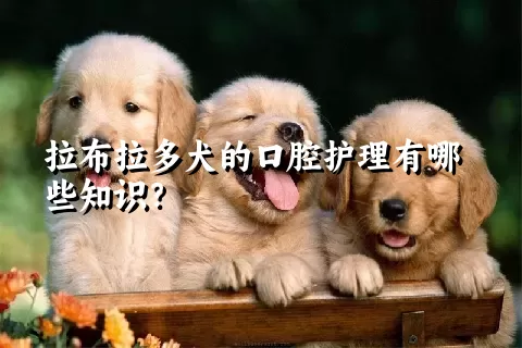 拉布拉多犬的口腔护理有哪些知识？