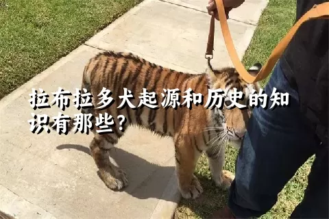 拉布拉多犬起源和历史的知识有那些？