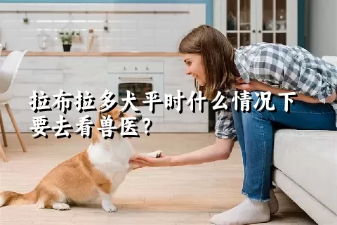 拉布拉多犬平时什么情况下要去看兽医？ 