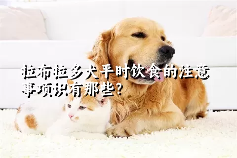 拉布拉多犬平时饮食的注意事项识有那些？ 