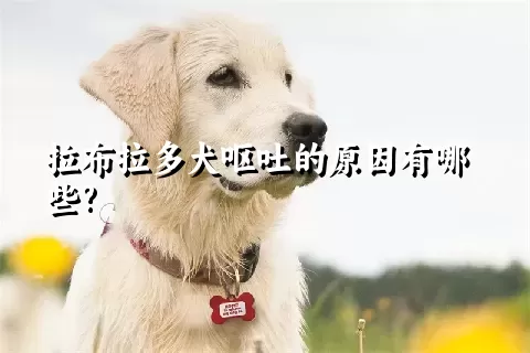 拉布拉多犬呕吐的原因有哪些?