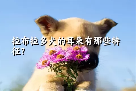 拉布拉多犬的耳朵有那些特征？