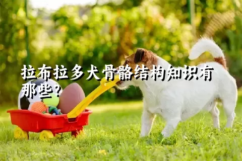 拉布拉多犬骨骼结构知识有那些？