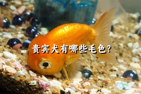 贵宾犬有哪些毛色？