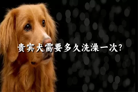 贵宾犬需要多久洗澡一次？