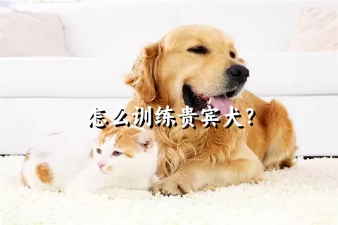 怎么训练贵宾犬？