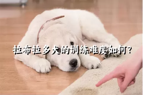 拉布拉多犬的训练难度如何？