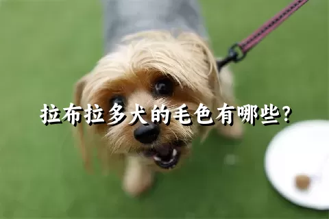 拉布拉多犬的毛色有哪些？