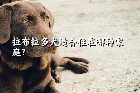 拉布拉多犬适合住在哪种家庭？