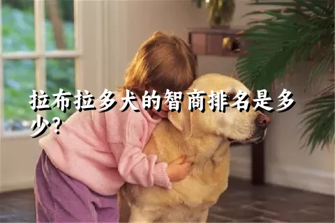 拉布拉多犬的智商排名是多少？