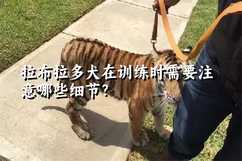 拉布拉多犬在训练时需要注意哪些细节？