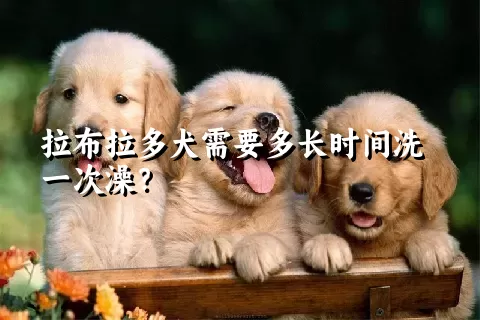 拉布拉多犬需要多长时间洗一次澡？