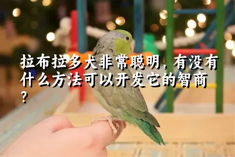 拉布拉多犬非常聪明，有没有什么方法可以开发它的智商？