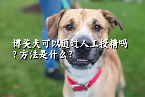 博美犬可以通过人工授精吗？方法是什么？