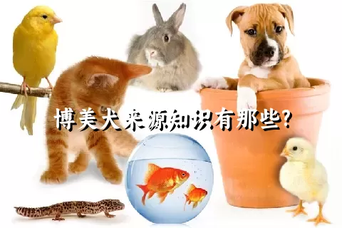 博美犬来源知识有那些?