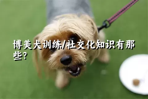 博美犬训练/社交化知识有那些？ 