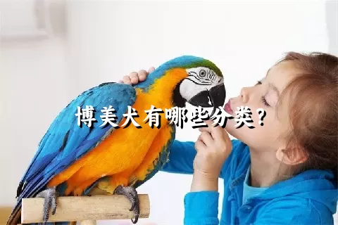 博美犬有哪些分类？