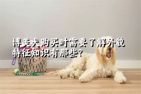 博美犬购买时需要了解外貌特征知识有那些？  