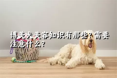 博美犬美容知识有那些？需要注意什么？