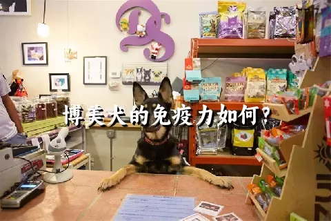 博美犬的免疫力如何？