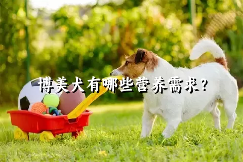 博美犬有哪些营养需求？