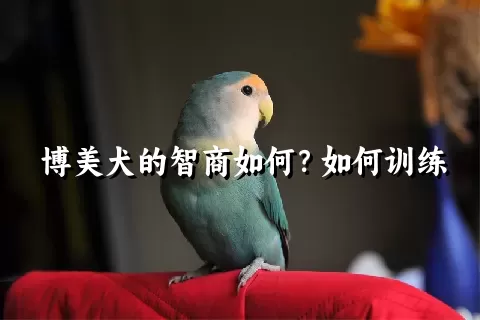 博美犬的智商如何？如何训练