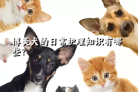 博美犬的日常护理知识有哪些？