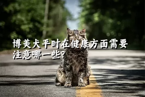 博美犬平时在健康方面需要注意哪一些？