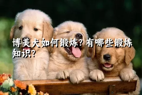 博美犬如何锻炼？有哪些锻炼知识？