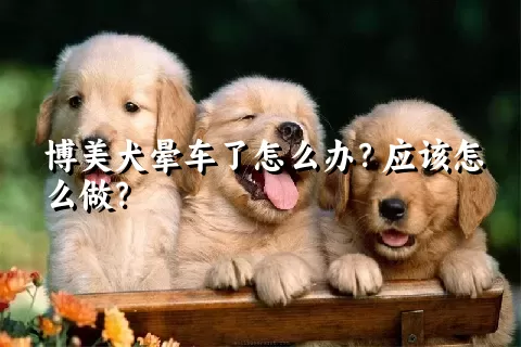 博美犬晕车了怎么办？应该怎么做？