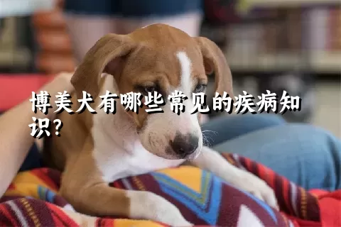 博美犬有哪些常见的疾病知识？