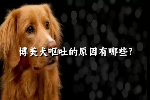 博美犬呕吐的原因有哪些?