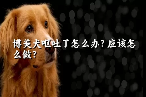 博美犬呕吐了怎么办？应该怎么做？