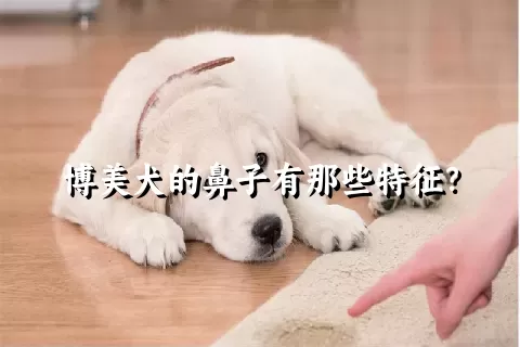 博美犬的鼻子有那些特征？