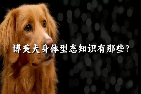 博美犬身体型态知识有那些？