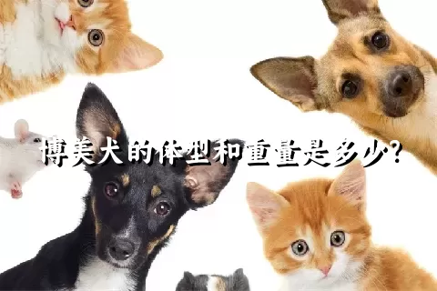 博美犬的体型和重量是多少？