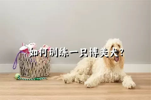 如何训练一只博美犬？